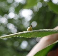Caryomyia ansericollum