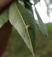 Caryomyia ansericollum