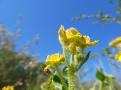 Tetragonia herbacea