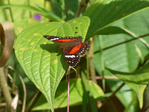 Anartia amathea