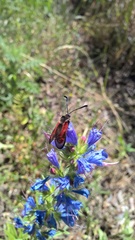 Zygaena punctum
