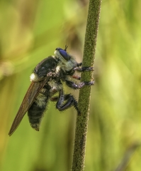 Mallophora bomboides