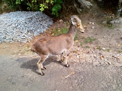 Nilgiritragus hylocrius