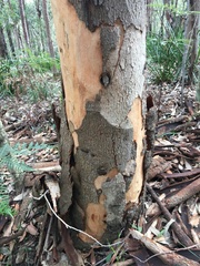 Eucalyptus punctata