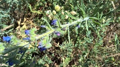 Mogulones geographicus