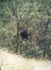Semnopithecus johnii