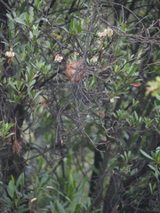 Zosterops abyssinicus arabs