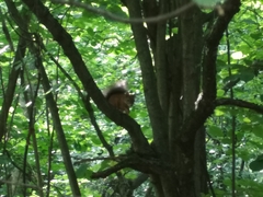 Sciurus vulgaris