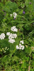 Achillea millefolium