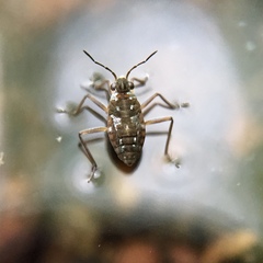 Gerromorpha