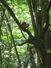 Sciurus vulgaris