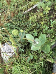 Hylotelephium caucasicum