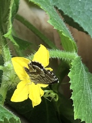 Cacyreus marshalli