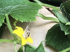 Cacyreus marshalli