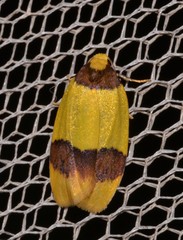 Heterallactis euchrysa