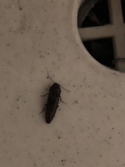 Orthostethus infuscatus