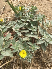 Camissoniopsis cheiranthifolia cheiranthifolia