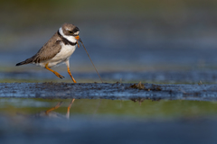 Semipalmated Plover photo 6