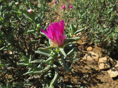 Lampranthus haworthii
