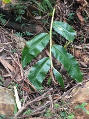 Hedychium gardnerianum