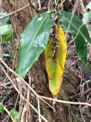 Hedychium gardnerianum
