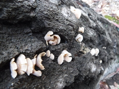 Crepidotus vulgaris