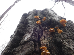 Crepidotus vulgaris