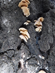 Crepidotus vulgaris