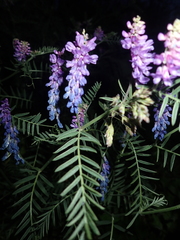 Vicia tenuifolia