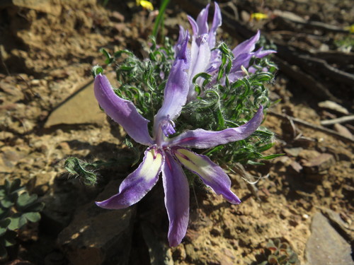 Image of Babiana crispa by (c) James Deacon, some rights reserved (CC BY-SA)