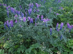 Vicia tenuifolia