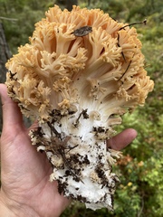 Ramaria boreimaxima