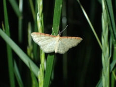 Idaea humiliata