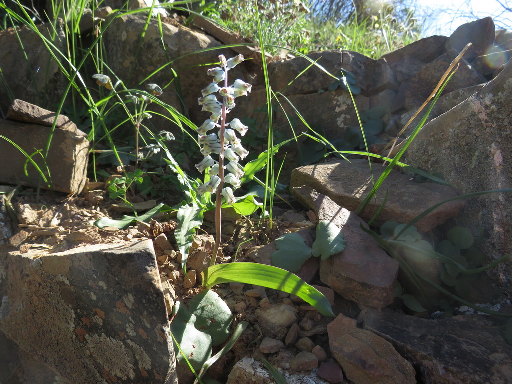 Lachenalia bolusii, West Coast DC, South Africa