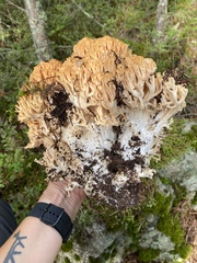 Ramaria boreimaxima