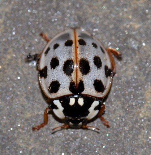 Fifteen-spotted Lady Beetle photographed in Colorado