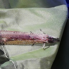 Acanthaclisini