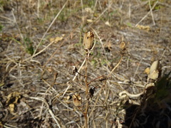 Camassia quamash