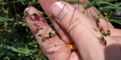 Panicum miliaceum ruderale