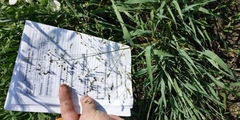 Panicum miliaceum ruderale