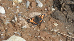 Aglais ladakensis