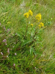 Solidago