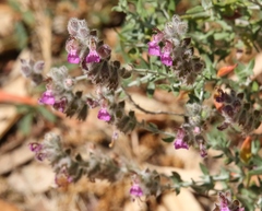 Teucrium marum