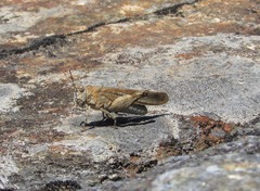 Oedipoda coerulea