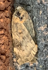 Cryptocala acadiensis