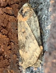 Cryptocala acadiensis