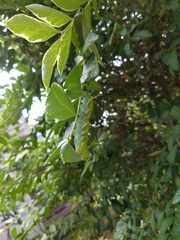 Cephonodes hylas
