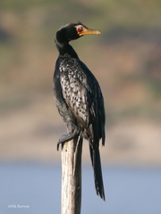 Microcarbo africanus