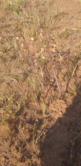 Eulophia clitellifera