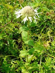 Monarda lindheimeri